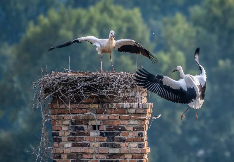 Professional Chimney Animal Removal Services in Gibraltar, Michigan