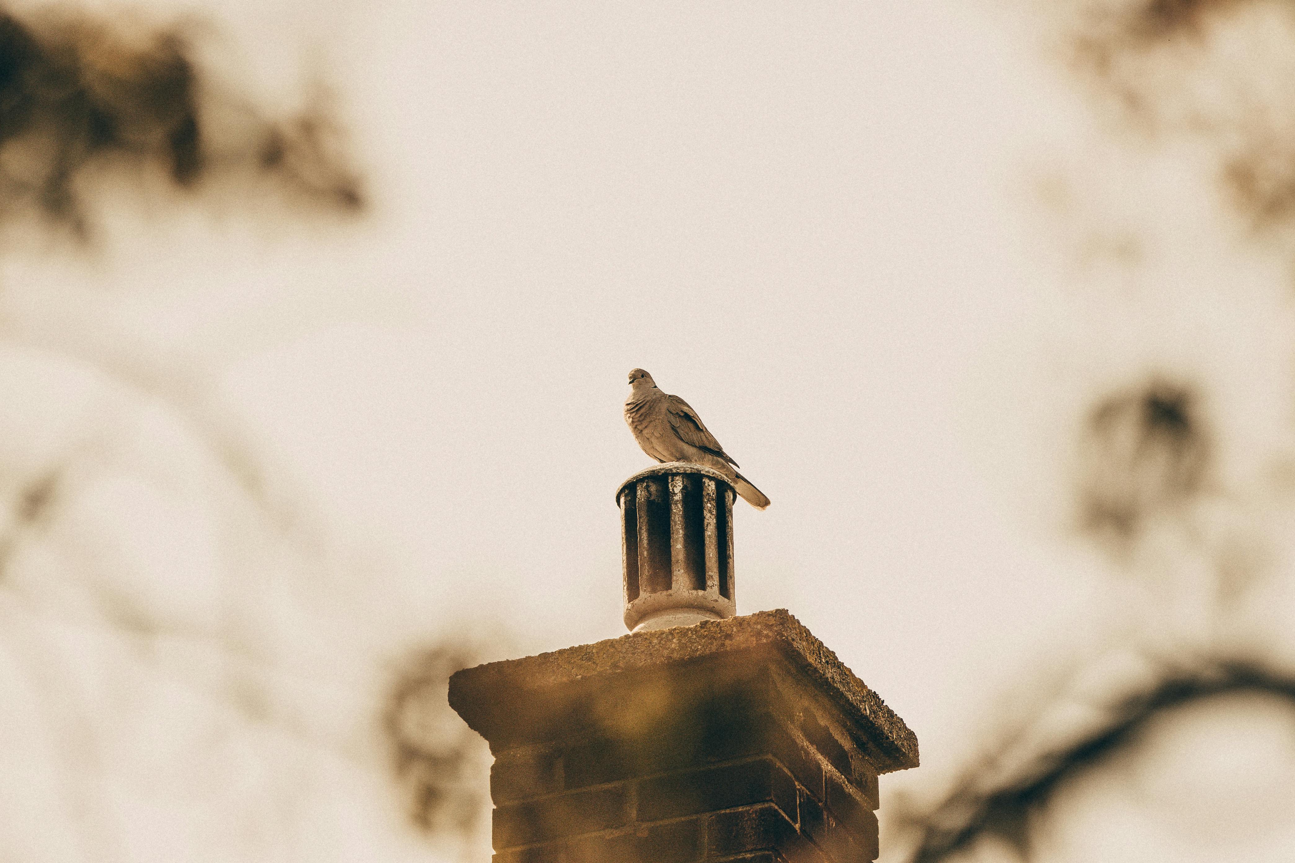 Expert Chimney Cap Installation in Gibraltar, Michigan